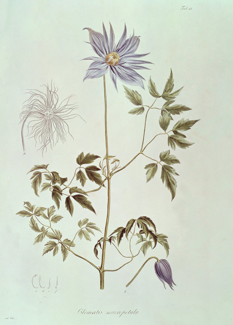 Clematis macropetala, fra "Icones Plantarum Floram Rossicam" 1829 af Carl Friedrich von Ledebour