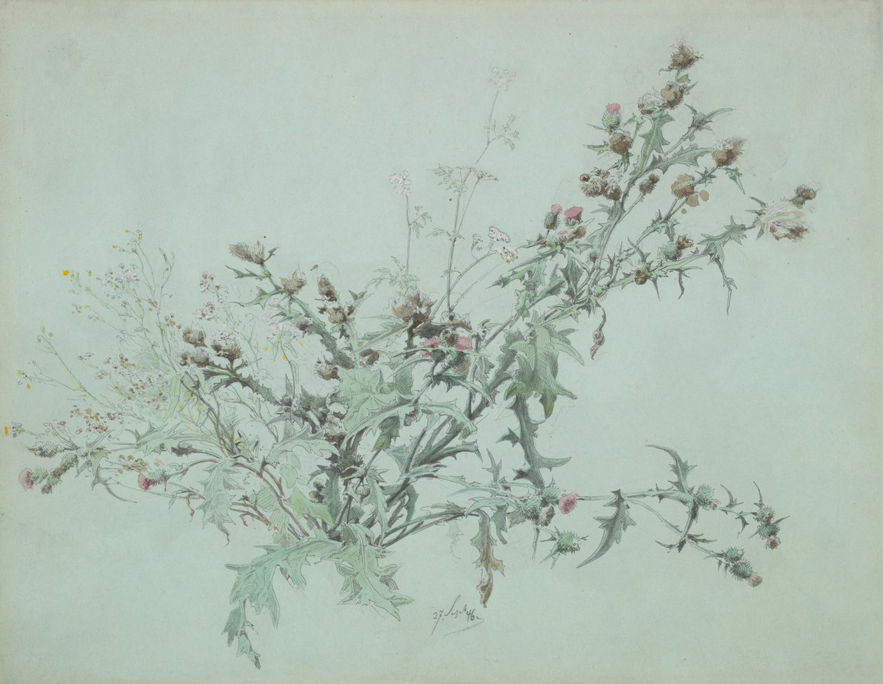 Studie af en blomstrende tidsel, 1846. af Carl Georg Anton Graeb