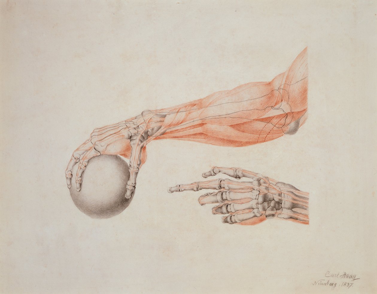 Anatomiske hænder, 1837 (farvet kridt på papir) af Carl Haag