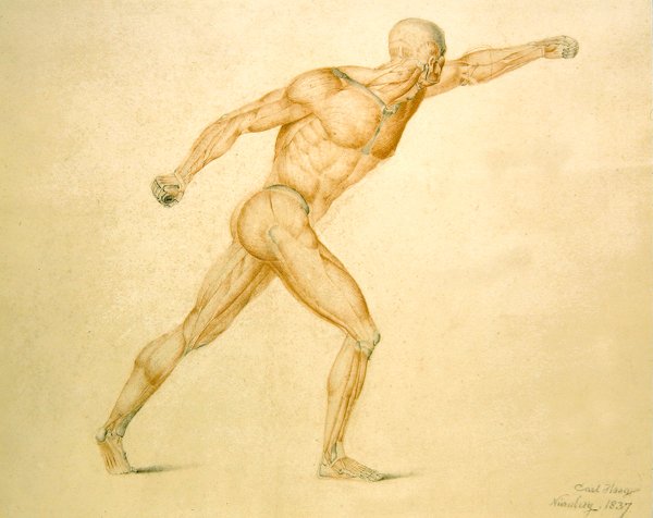 Anatomisk muskulatur af en mand i fuld stræk af Carl Haag