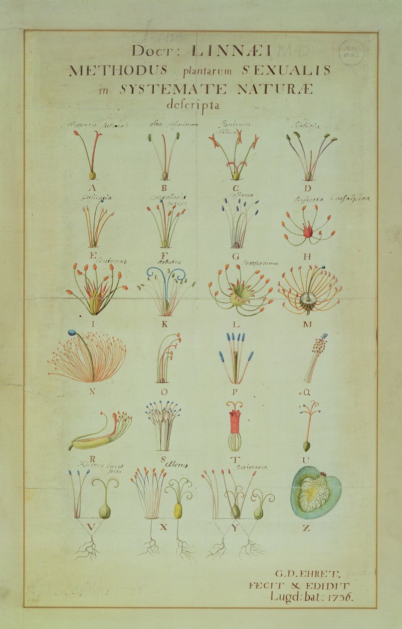 Illustration af Linnean Plant Sexual System (koloreret stik) af Carl Linnaeus