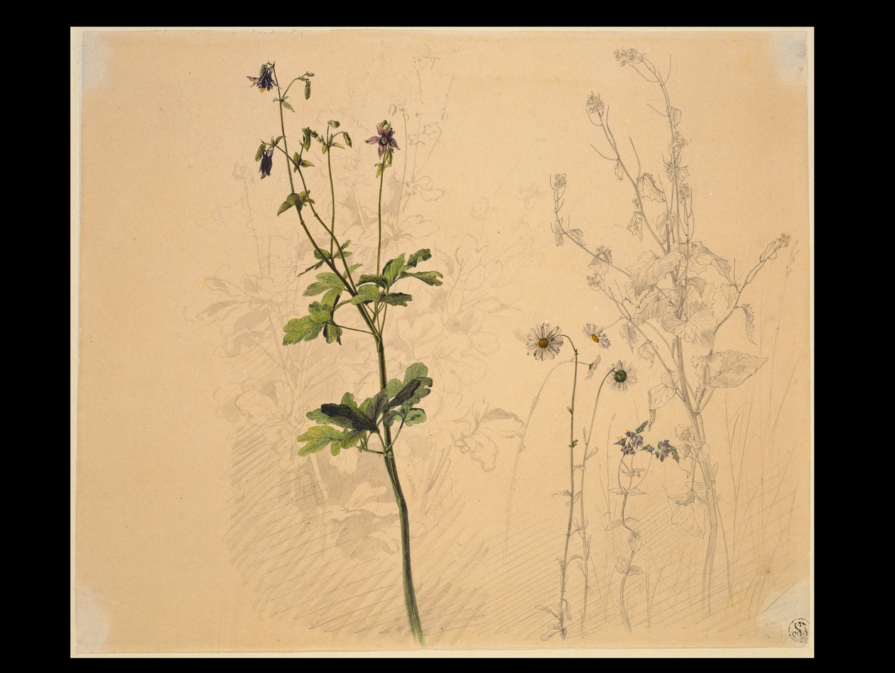 Akelei, marguerit, hvidløgskarse og mandro af Carl Philipp Fohr