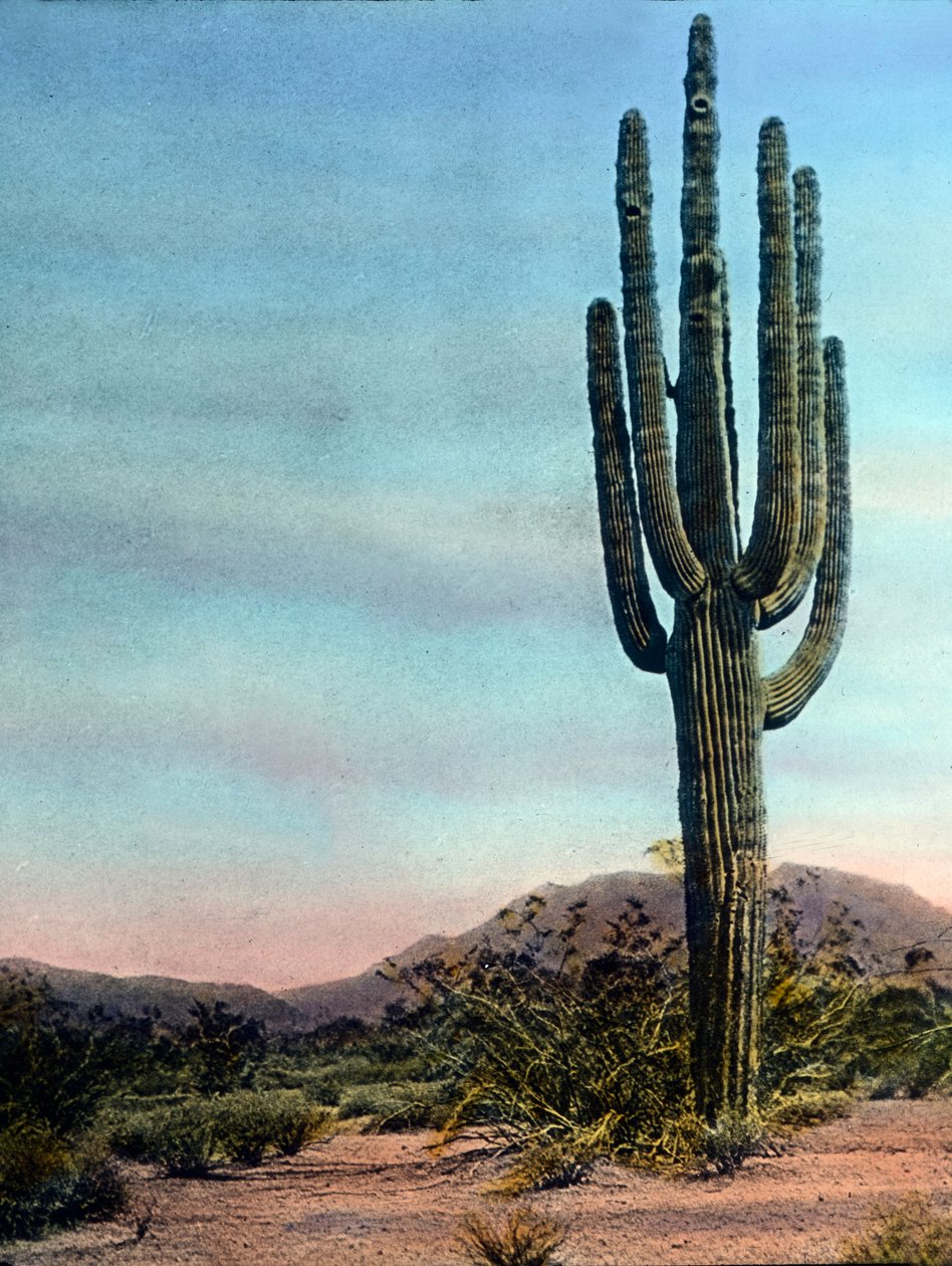 USA, Arizona, Kæmpekaktus i Sonora-ørkenen, billeddato: ca. 1920. Carl Simon-arkivet af Carl Simon