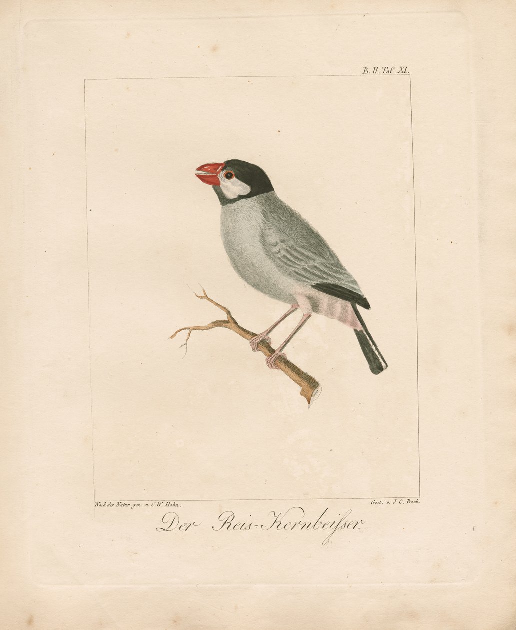 Java-risfinken (håndkoloreret litografi) af Carl Wilhelm Hahn