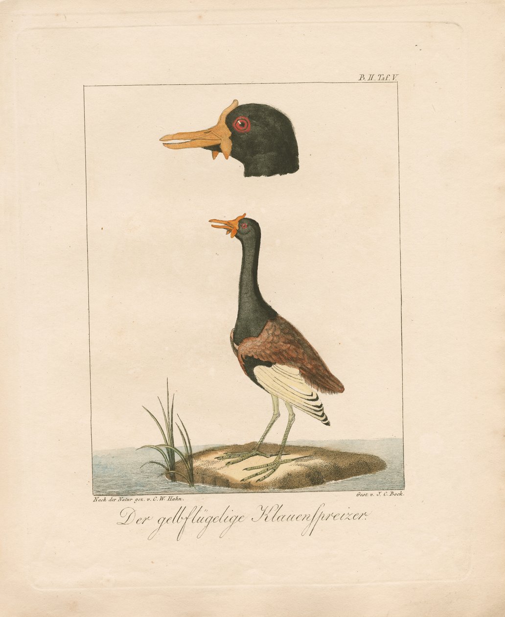 Den gulvingede Jacana (håndkoloreret litografi) af Carl Wilhelm Hahn