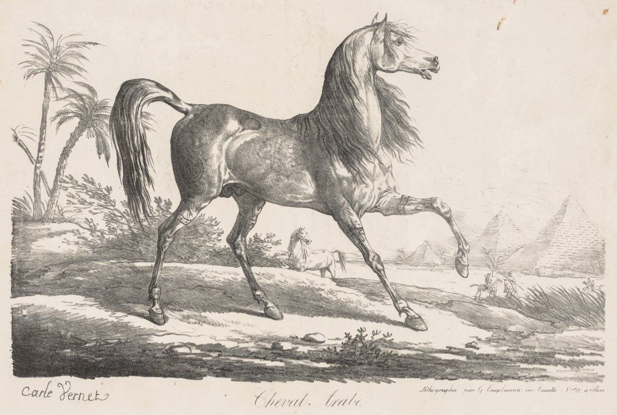 Suite af heste: Arabisk hest af Carle Vernet