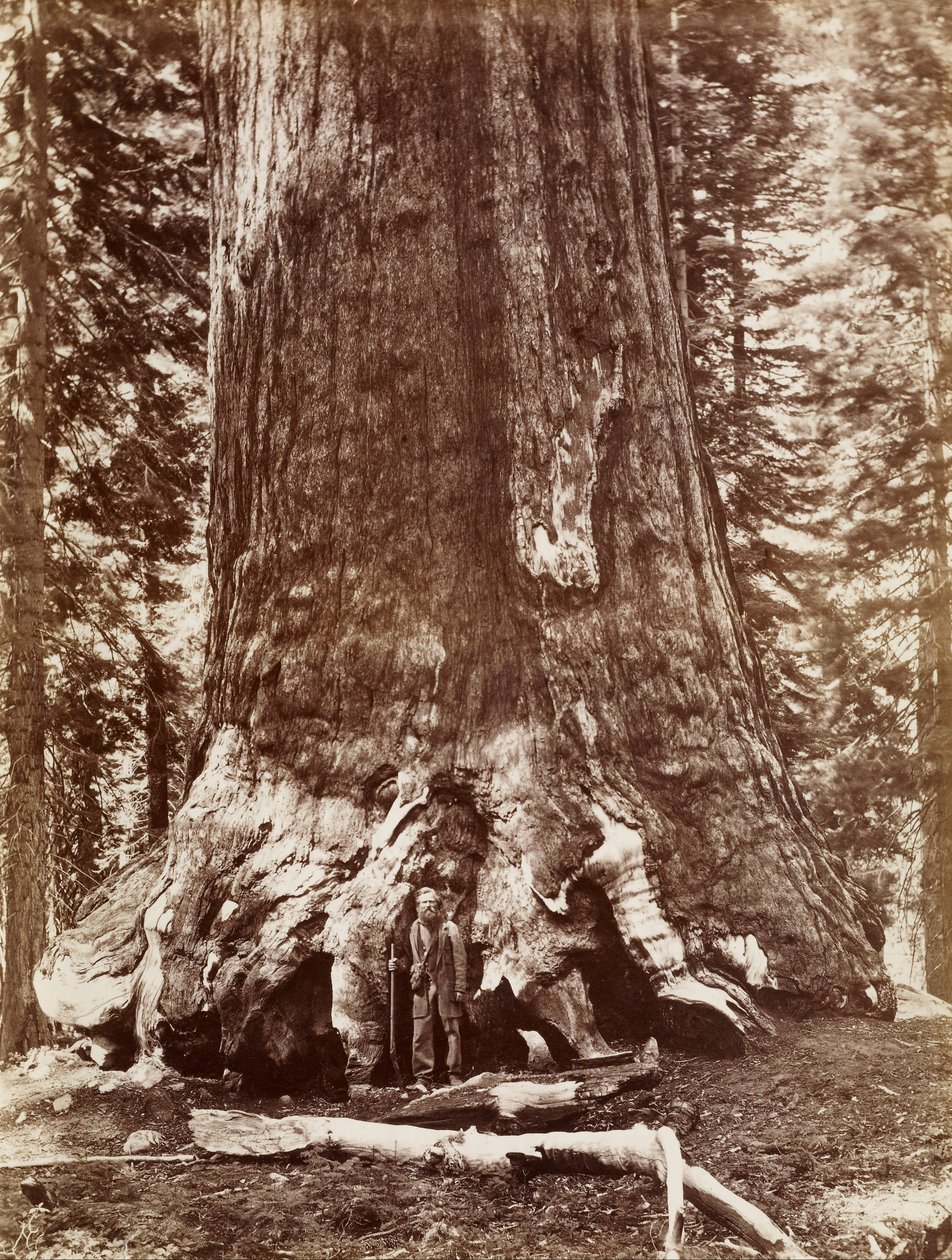 (Grizzly Giant Diameter 33 Ft. Mariposa Grove) af Carleton E. Watkins