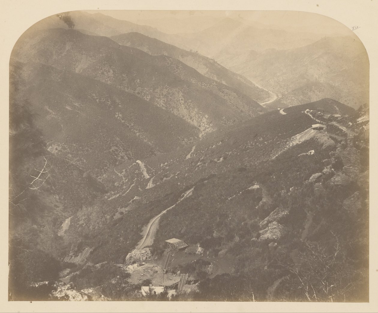 (Josephine og fyrretræ) af Carleton E. Watkins
