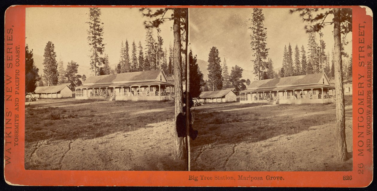 Big Tree Station, Mariposa Grove. af Carleton E. Watkins