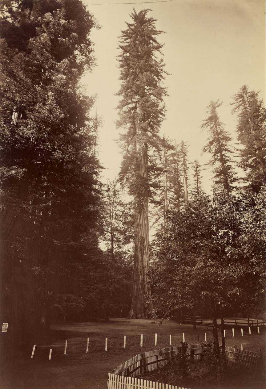 Giant Redwood, Santa Cruz af Carleton E. Watkins
