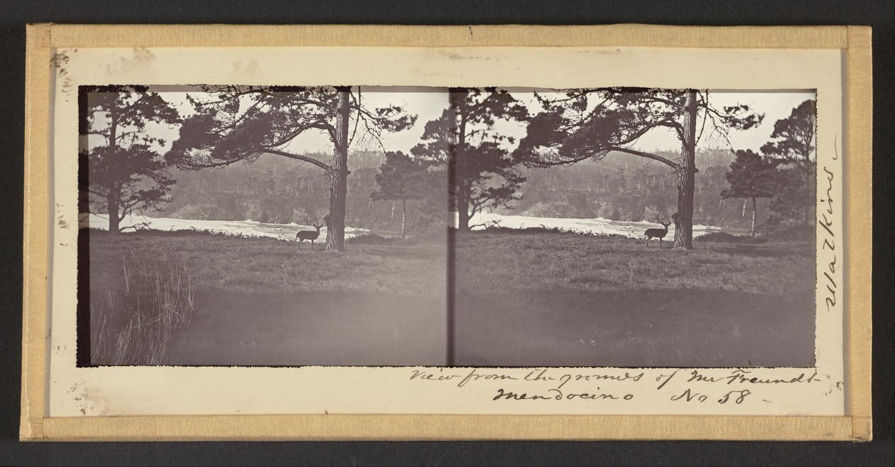 Udsigt fra Freundts grund, Mendocino af Carleton E. Watkins