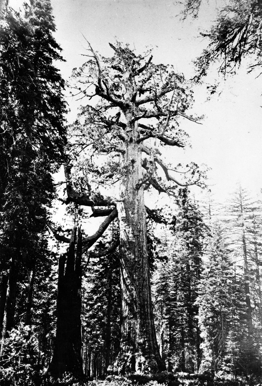 Grizzly Giant, ca. 1860