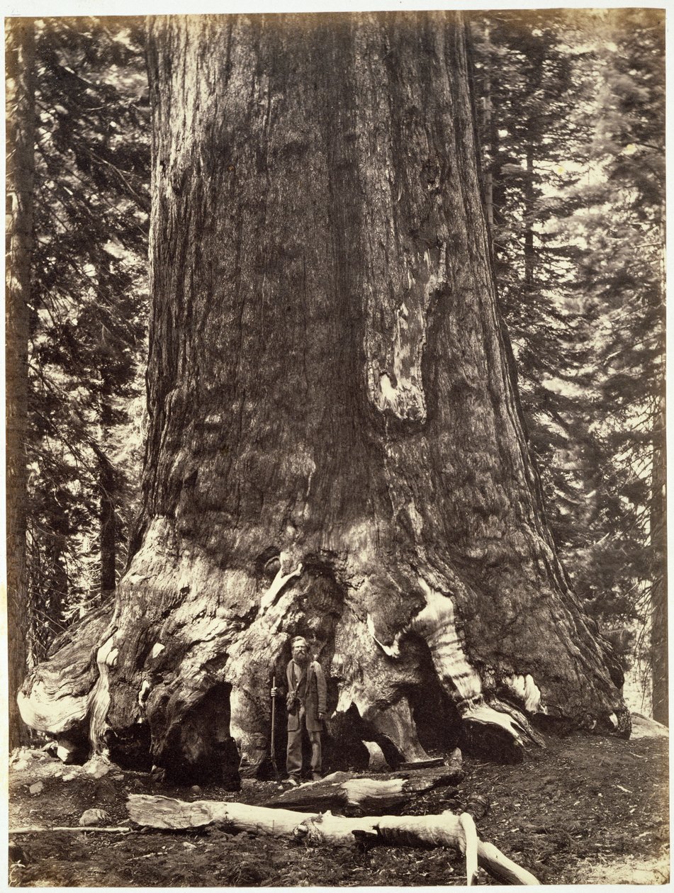 Base of the Grizzly Giant, fra The Yosemite Book: A Description of the Yosemite Valley and the Adjacent Region of the Sierra Nevada, and of the Big Trees of California, af Josiah Dwight Whitney (1819) af Carleton E. Watkins