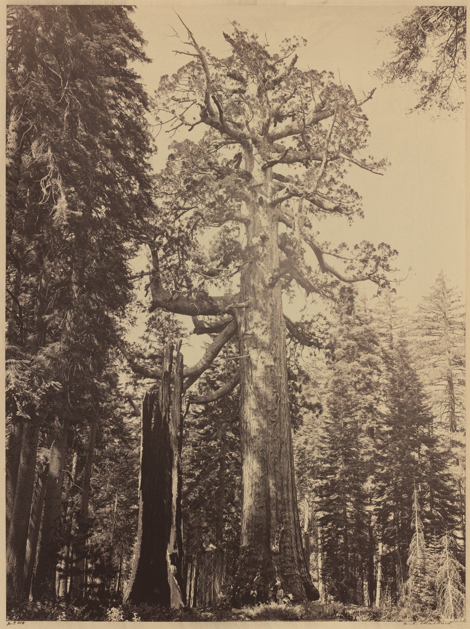 Grizzly Giant, Mariposa Grove af Carleton E. Watkins
