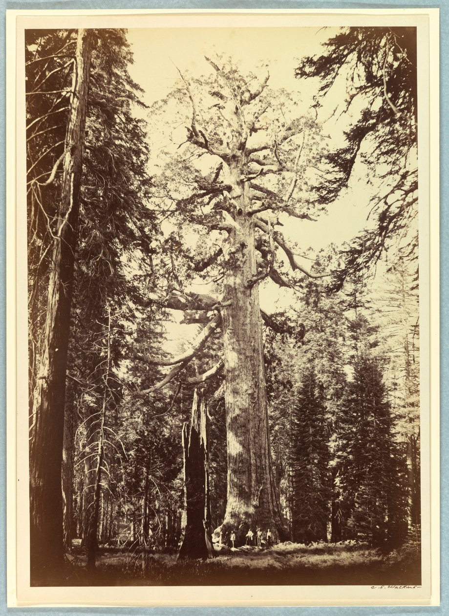 Grizzly Giant, Mariposa Grove, Yosemite af Carleton E. Watkins