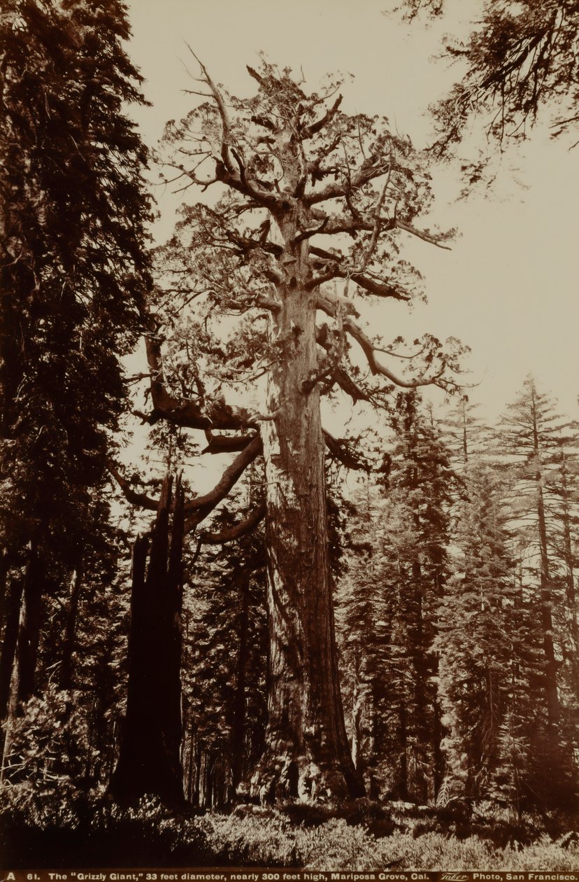 Grizzly-kæmpen, Mariposa Grove, Yosemite, Californien af Carleton E. Watkins