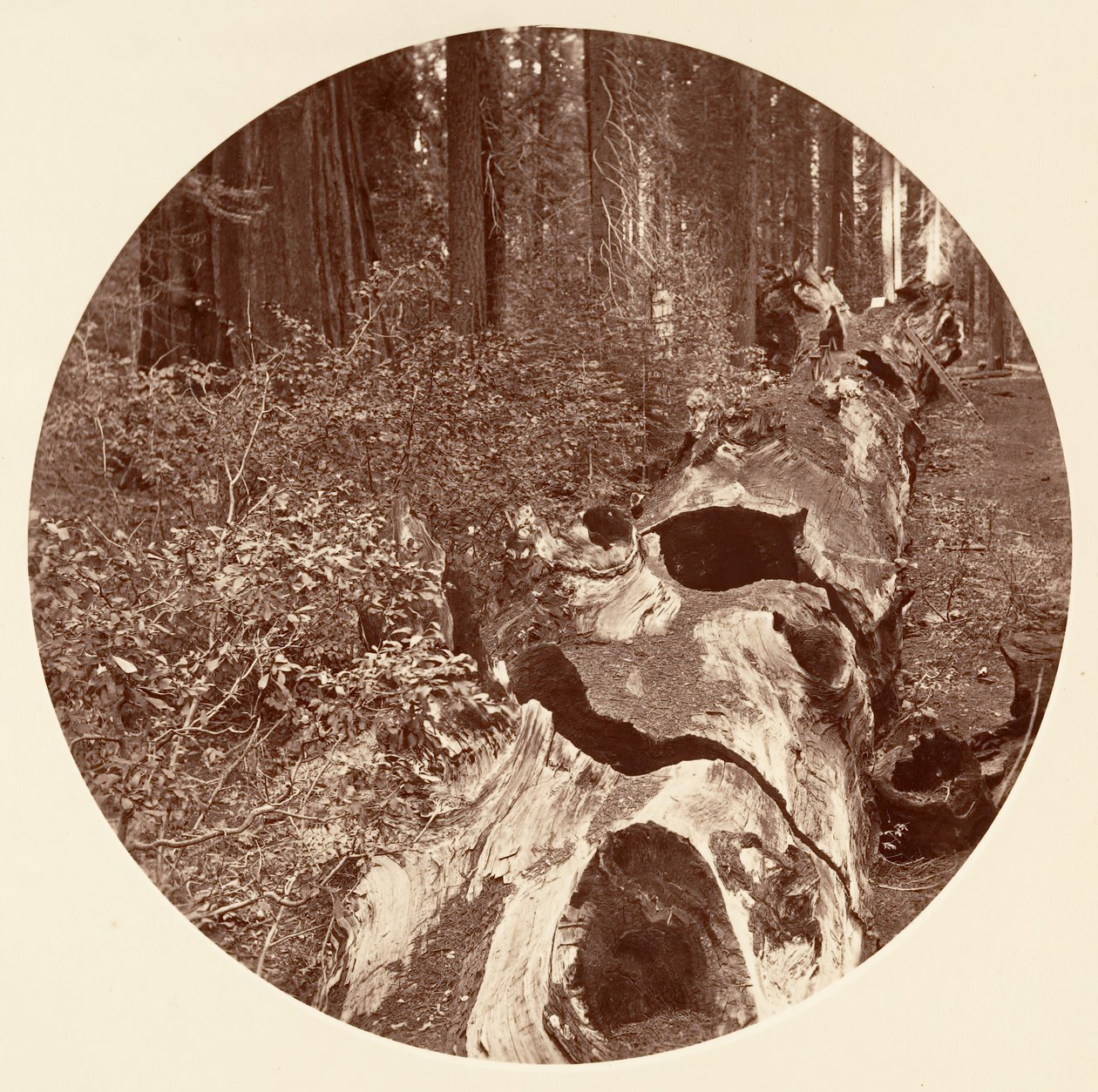 Auld Reckie - C. Grove, ca. 1878. af Carleton Emmons Watkins