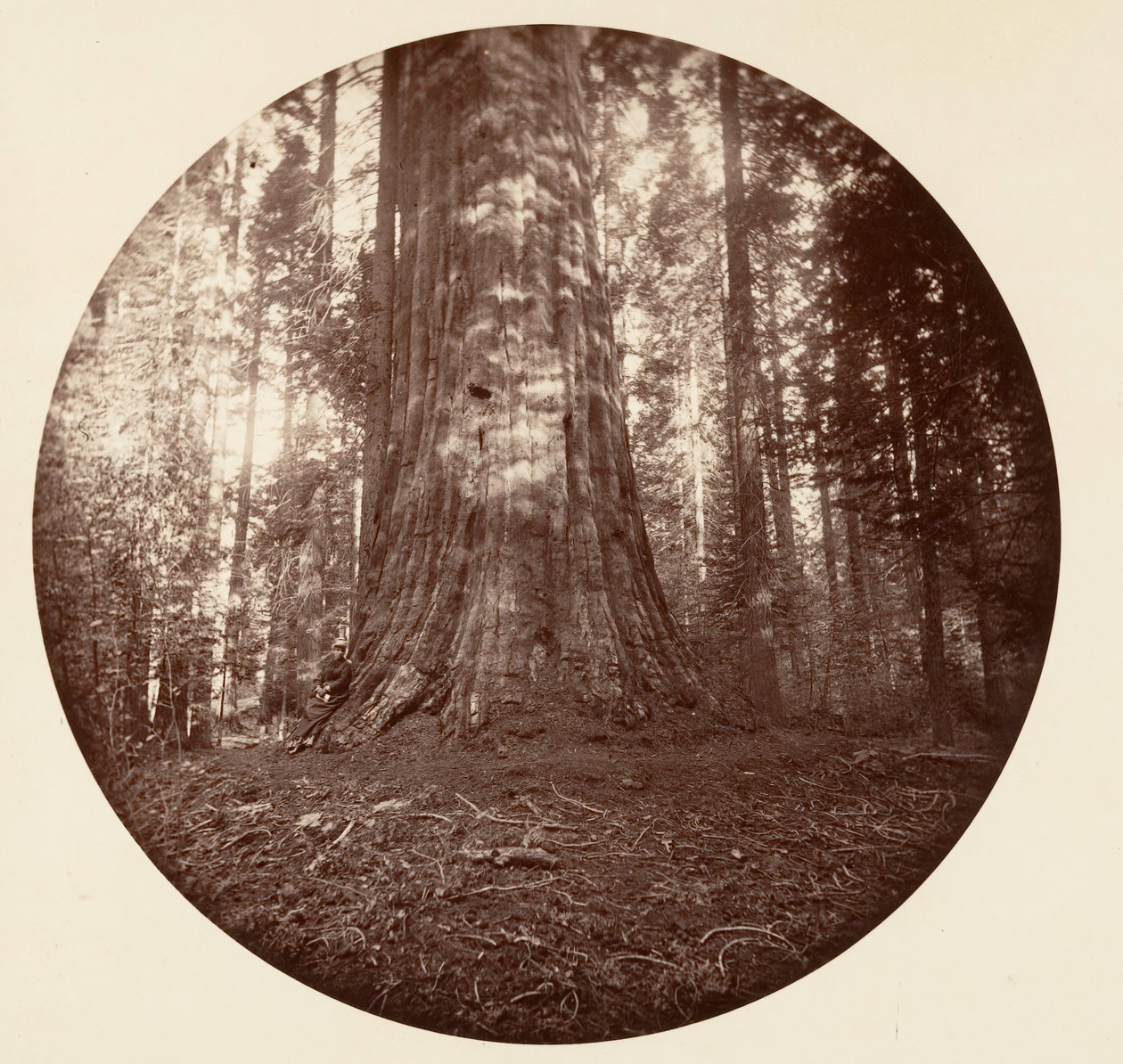 Empire State. C. Grove, ca. 1878. af Carleton Emmons Watkins