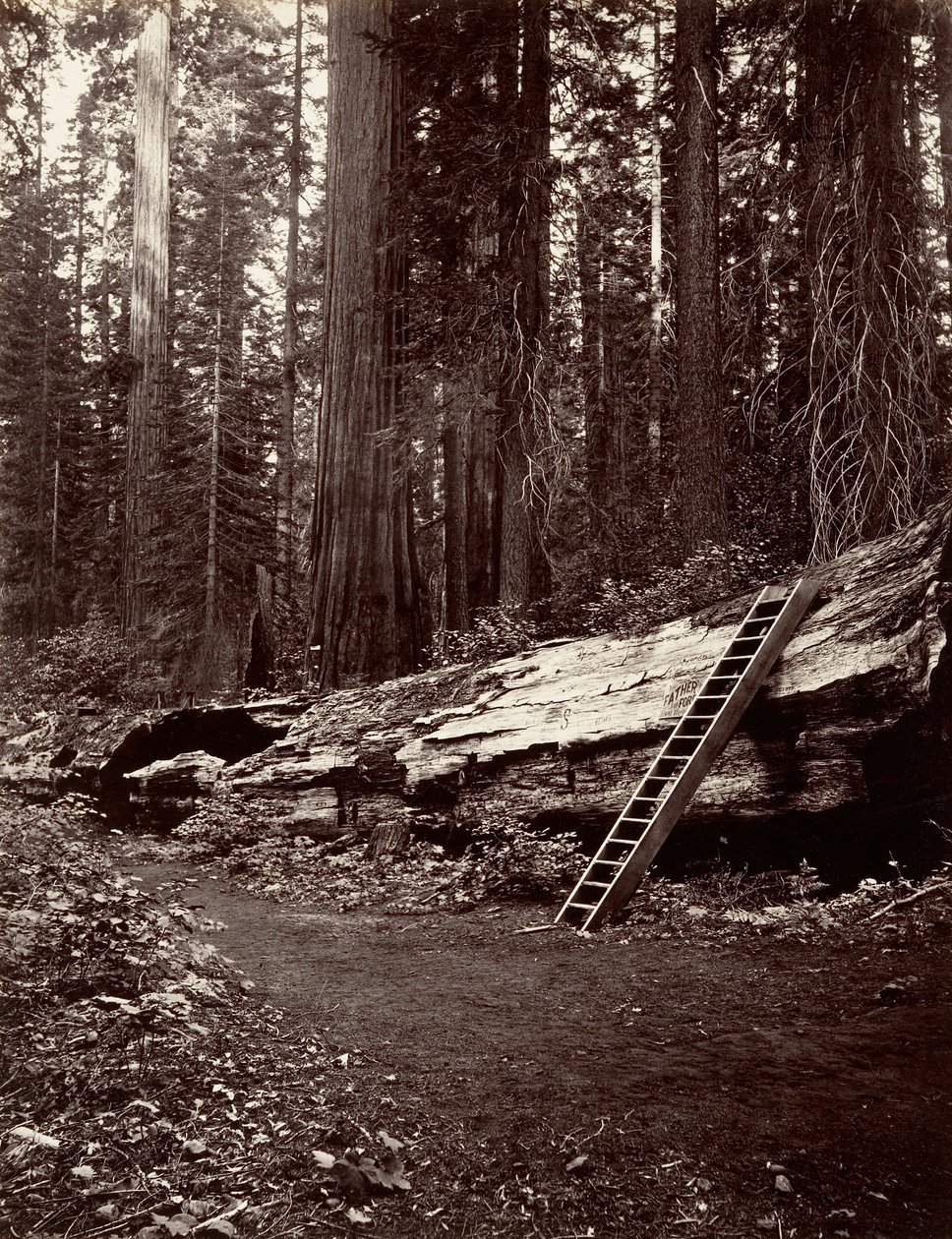 Skovens Fader, 1865-66, trykt ca. 1876. af Carleton Emmons Watkins