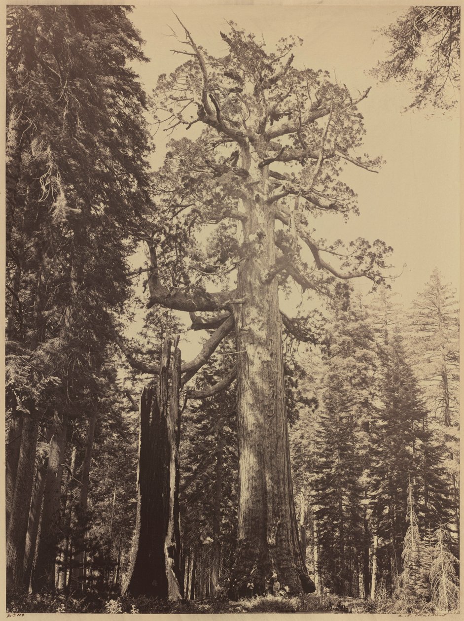 Grizzly Giant, Mariposa Grove,1861 (foto) af Carleton Emmons Watkins