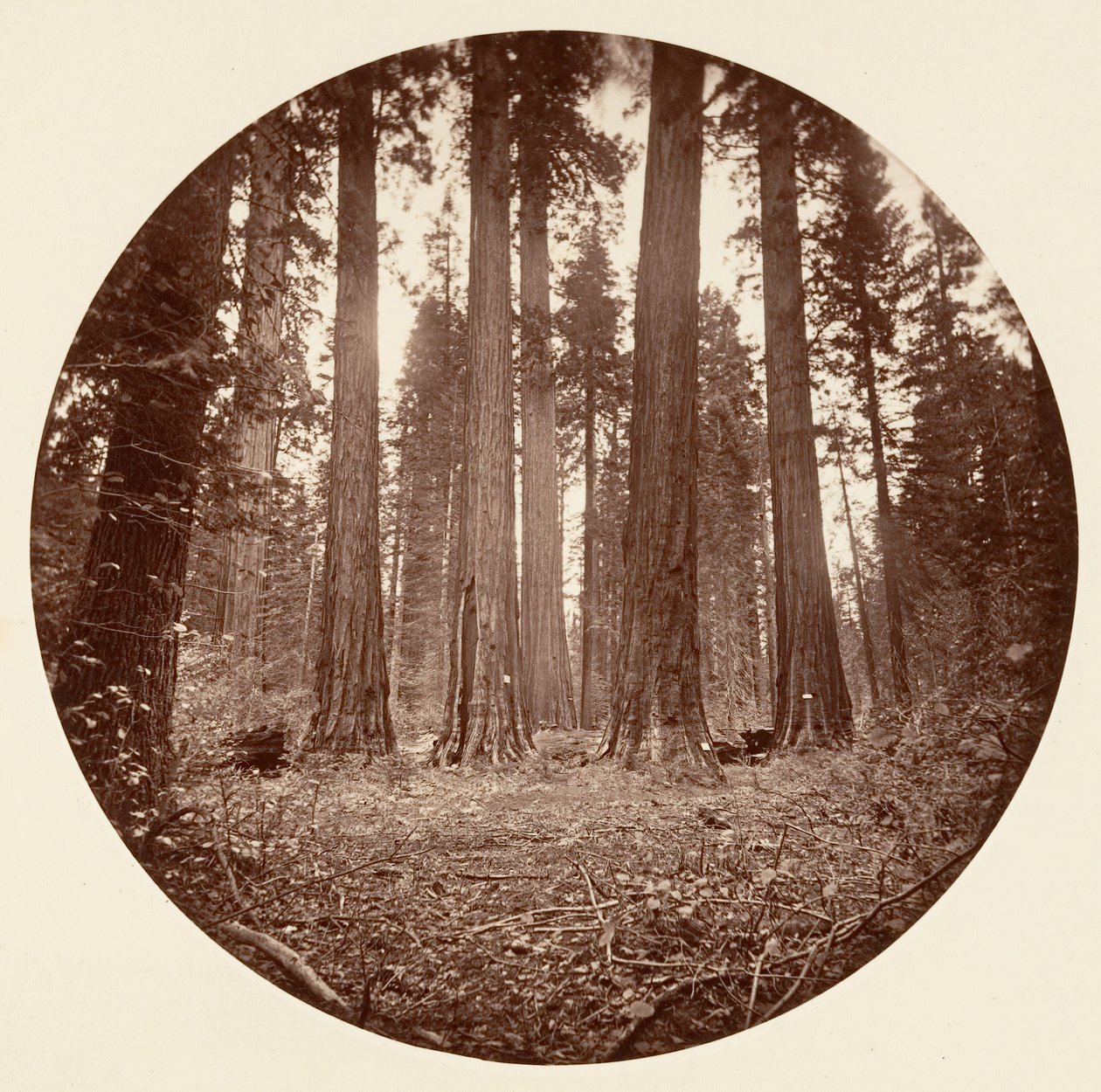 James King of William. Keyston State osv. Calaveras Grove, ca. 1878. af Carleton Emmons Watkins