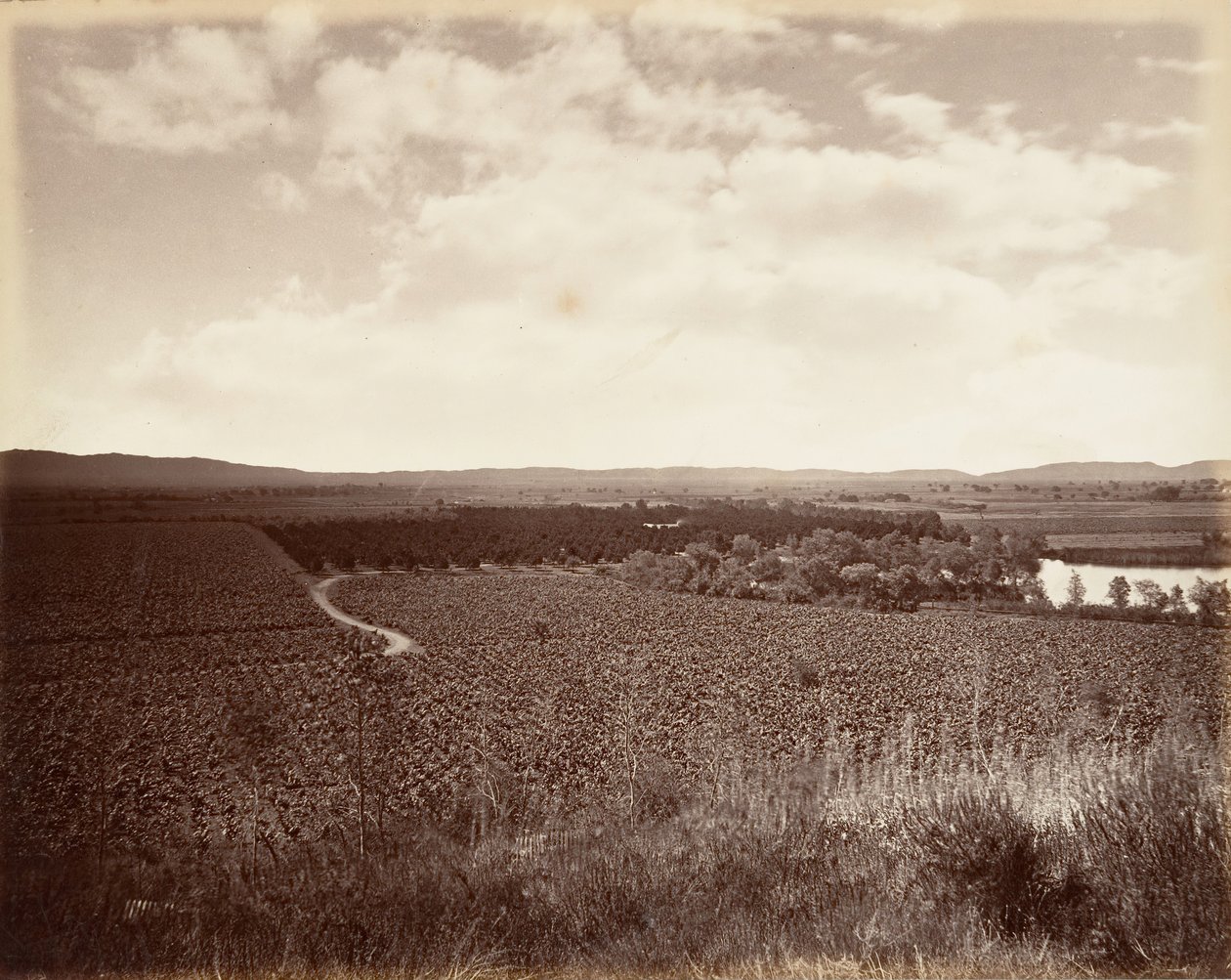 Lake Vineyard and Orange Grove, Los Angeles, 1876, trykt ca. 1876. af Carleton Emmons Watkins