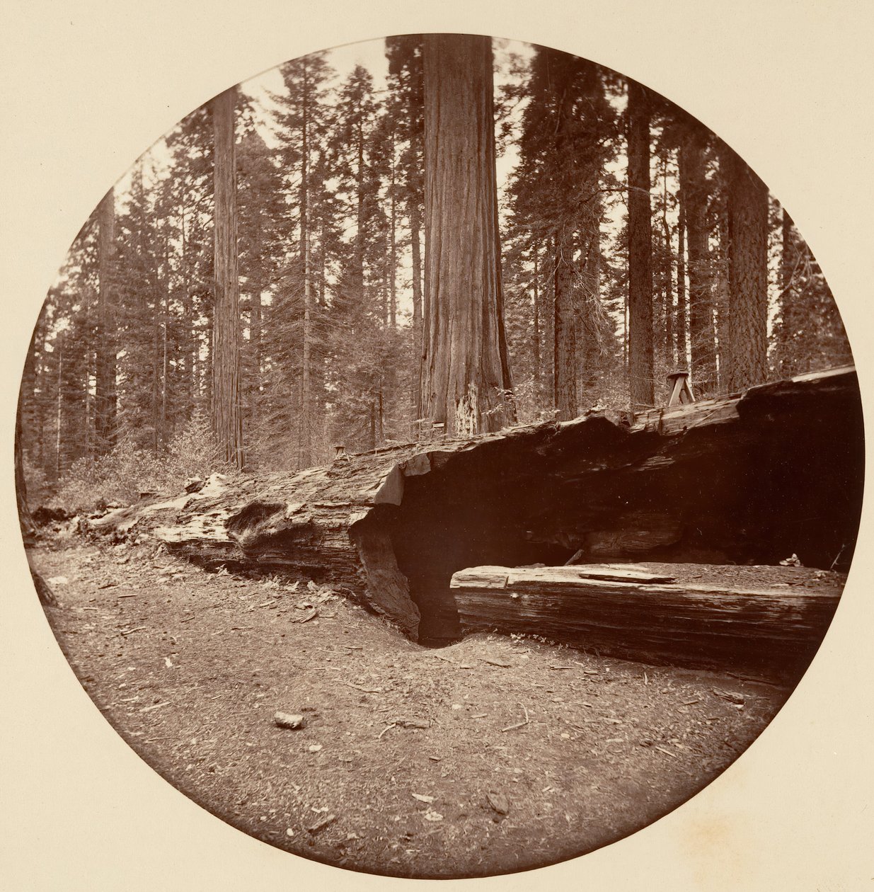 Mammoth Three Grove Hotel Calaveras Co Cal., ca. 1878. af Carleton Emmons Watkins