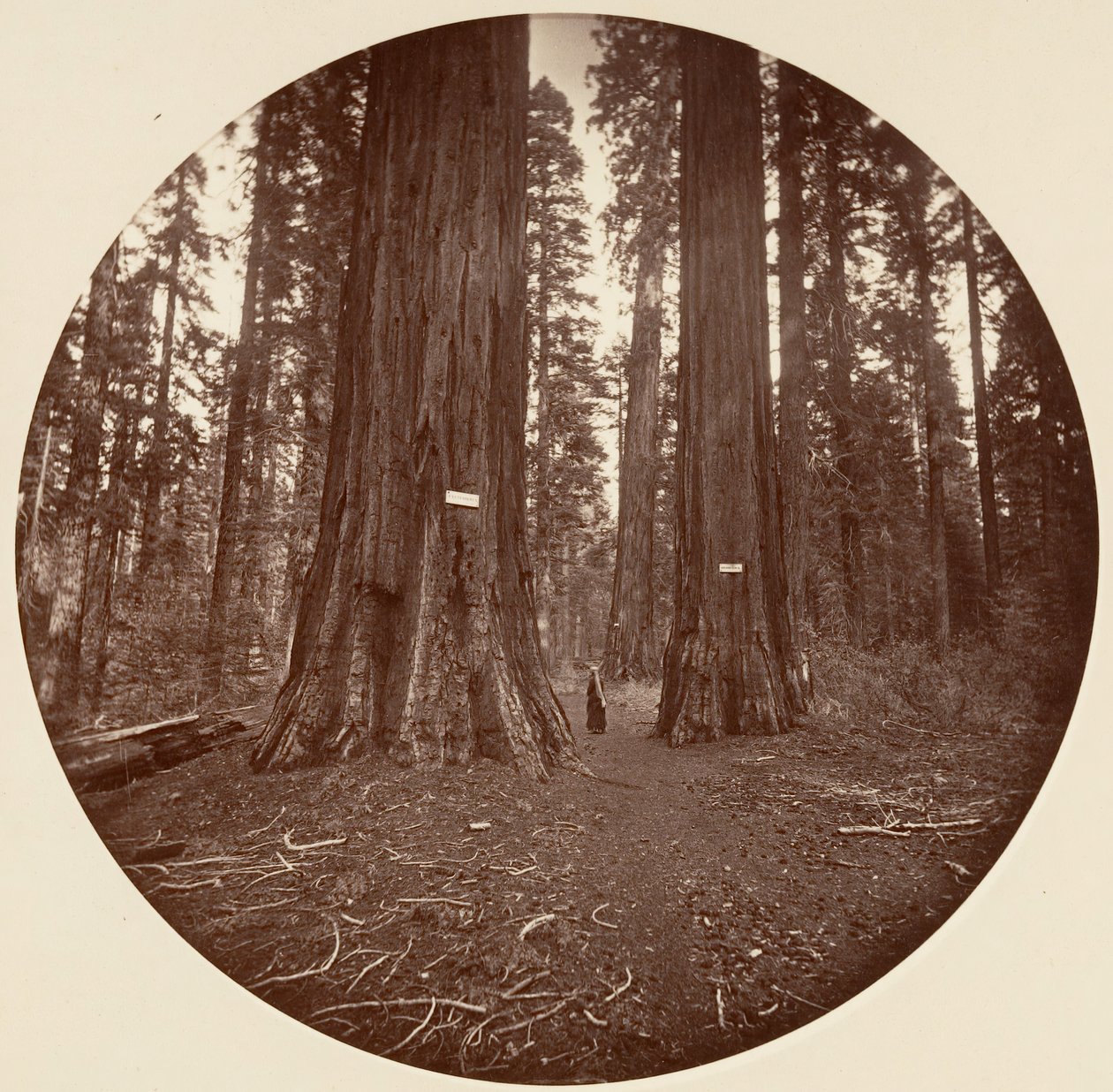 Ingen, ca. 1878. af Carleton Emmons Watkins