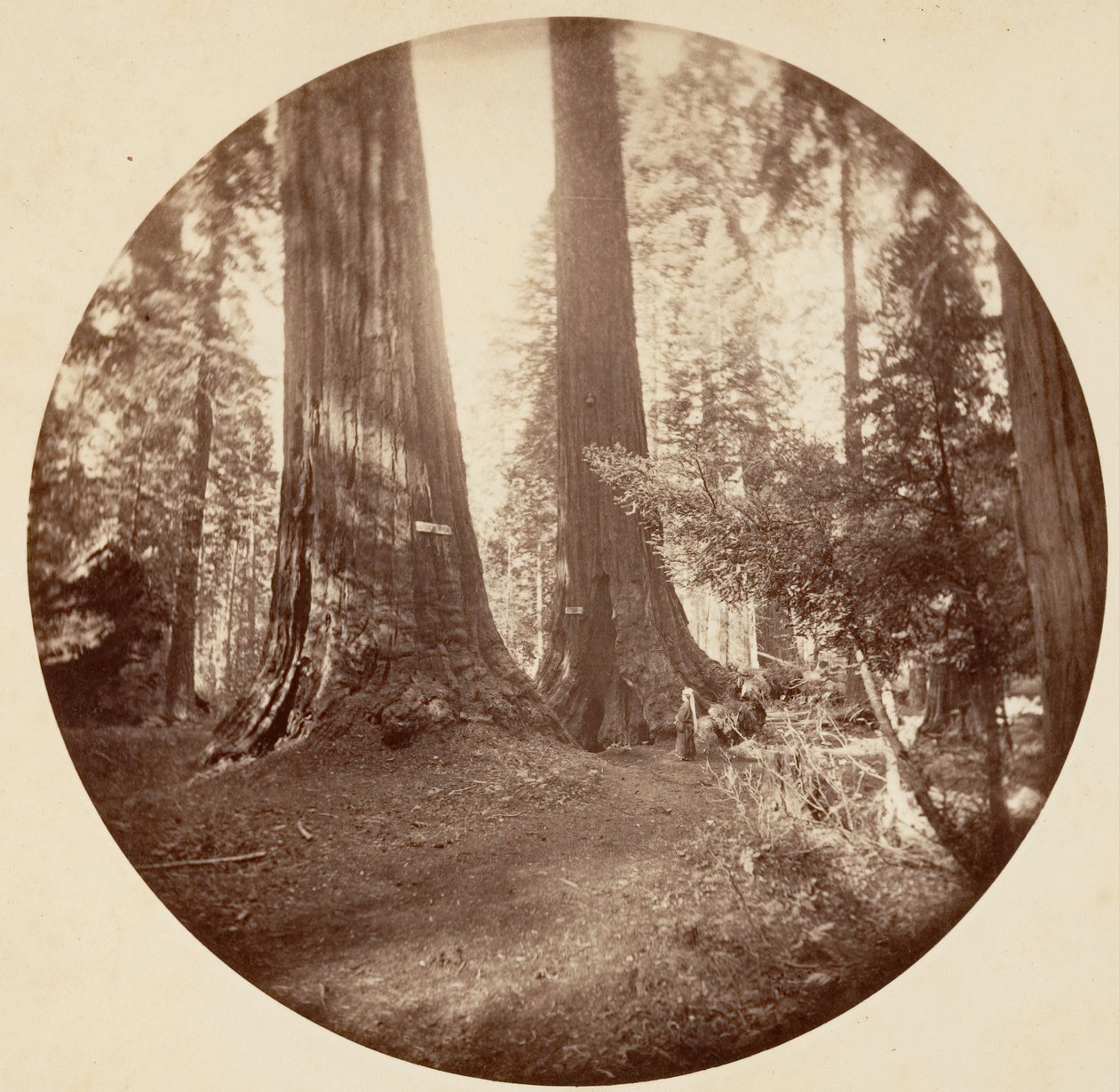 Old Dominion og Onkel Toms Tavern. Calaveras Grove, ca. 1878. af Carleton Emmons Watkins
