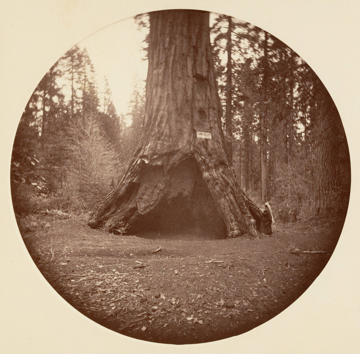 Pioneers Cabin - Calaveras Grove, ca. 1878. af Carleton Emmons Watkins