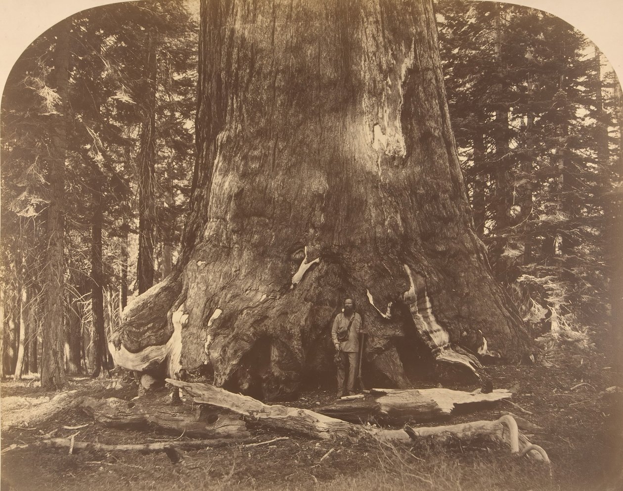 Sektion af Grisly Giant, Mariposa Grove, 1861. af Carleton Emmons Watkins
