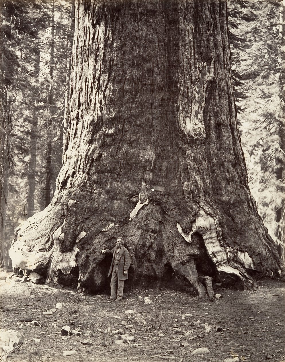 Sektion af Grizzly Giant, 101 fods omkreds, 1865-66, trykt ca. 1876. af Carleton Emmons Watkins
