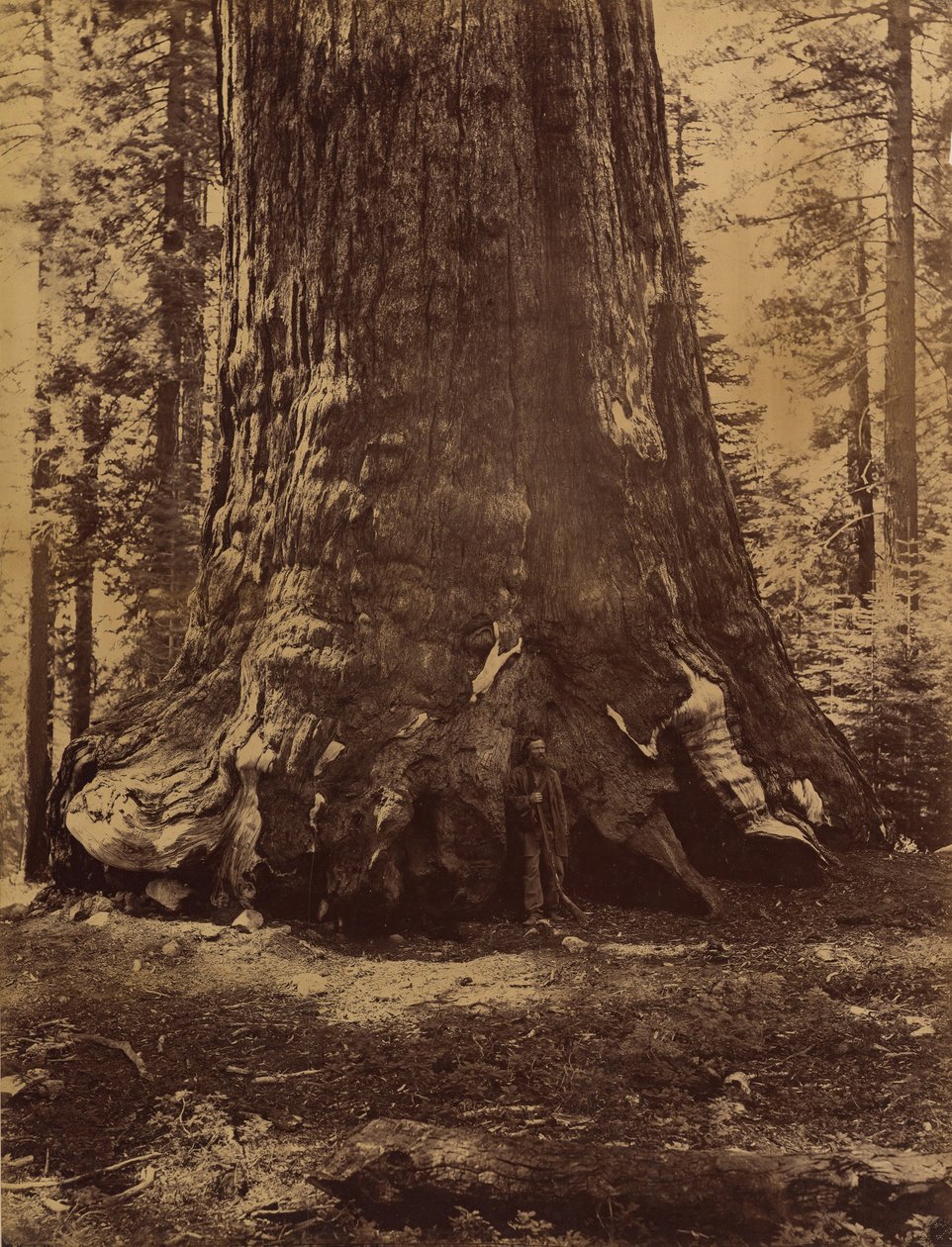 Sektion af Grizzly Giant med Galen Clark, Mariposa Grove, Yosemite, 1865-66. af Carleton Emmons Watkins
