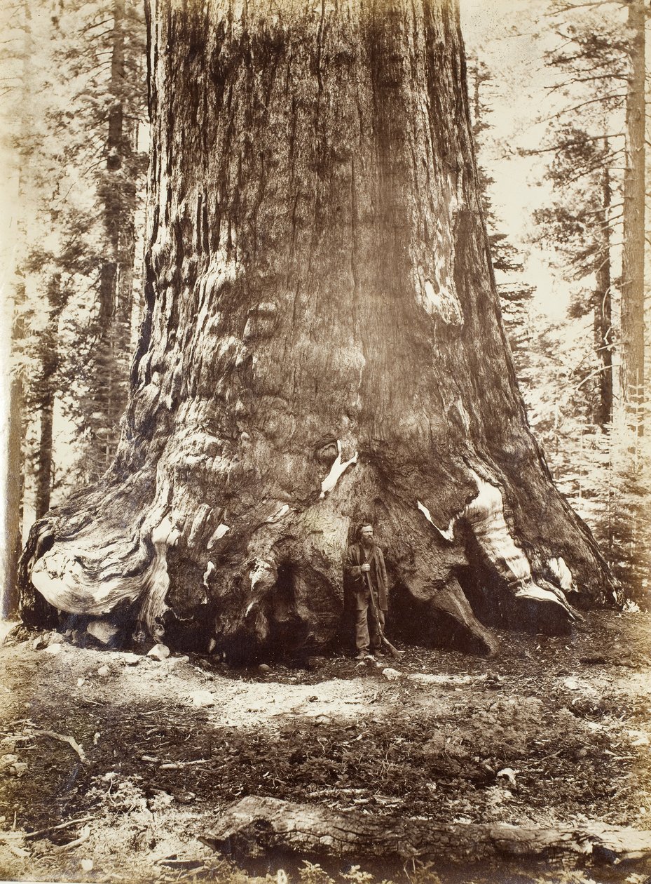 Sektion af Grizzly Giant med Galen Clark, Mariposa Grove, Yosemite, 1865-66 af Carleton E. Watkins