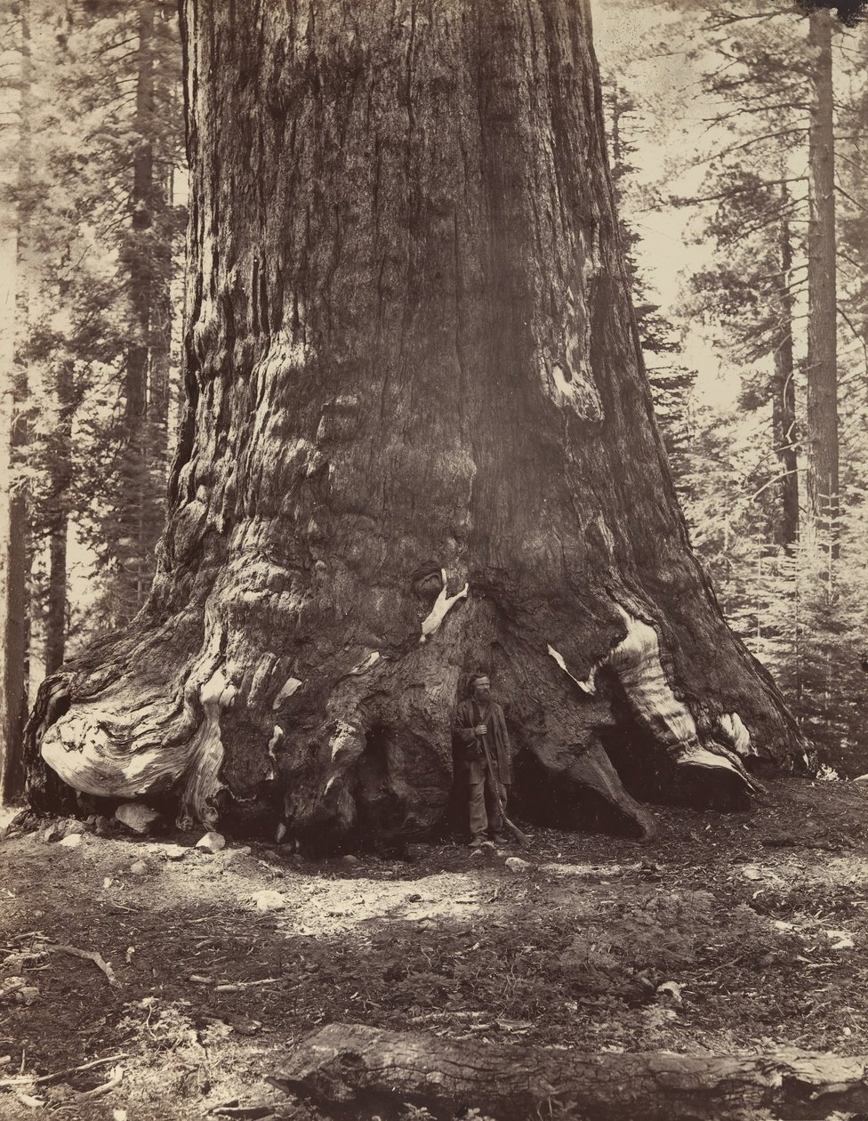 Sektion af Grizzly Giant med Galen Clark, Mariposa Grove, Yosemite, 1865-66, trykt ca. 1876. af Carleton Emmons Watkins