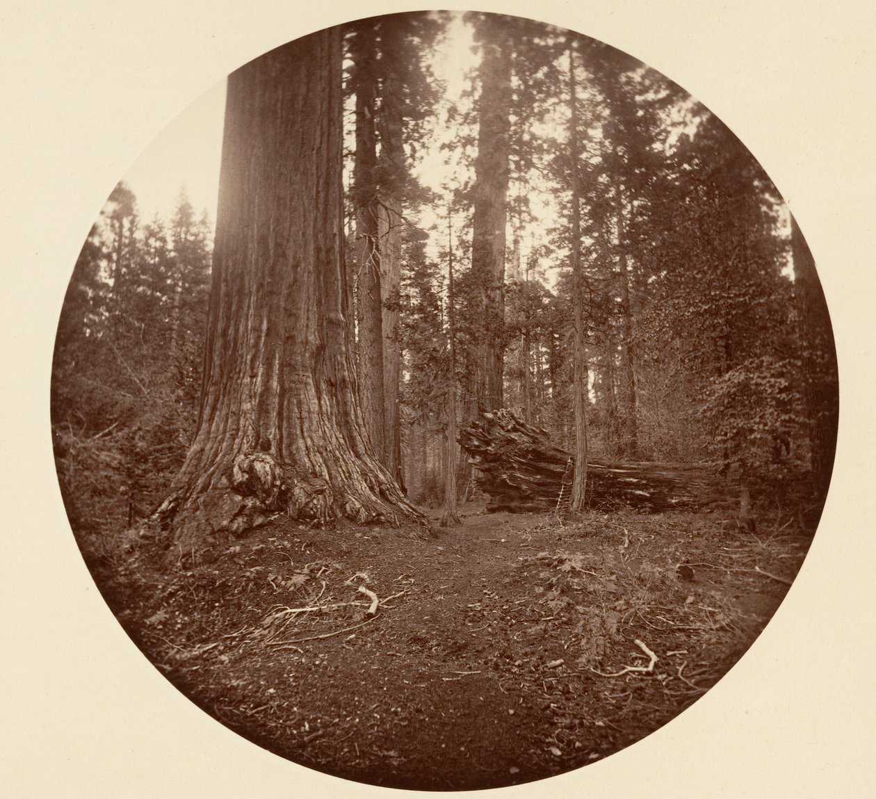 Skovens Fader - C. Grove, ca. 1878. af Carleton Emmons Watkins