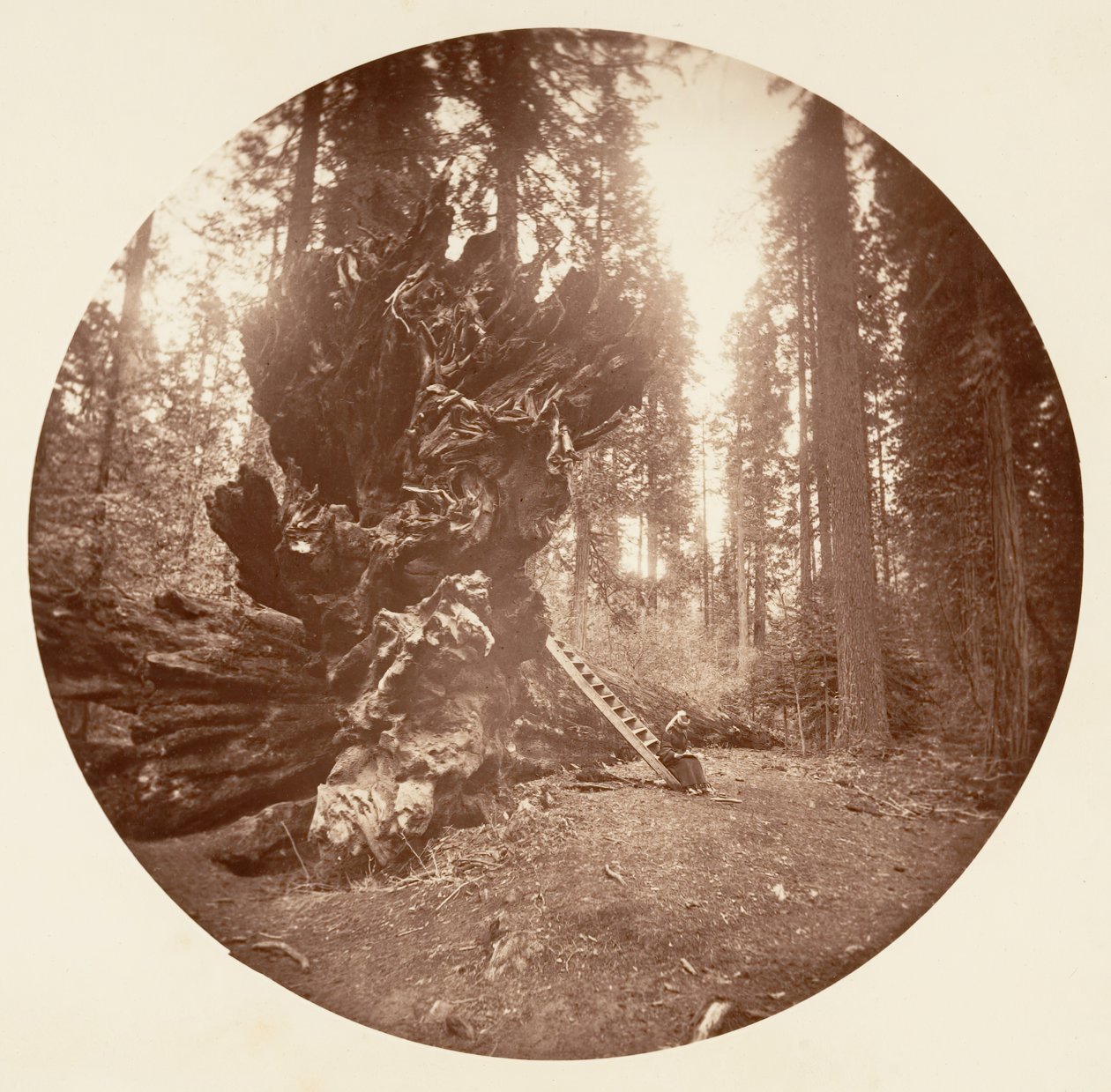 Skovens fader - Hestens bagside. Calaveras Grove, ca. 1878. af Carleton Emmons Watkins