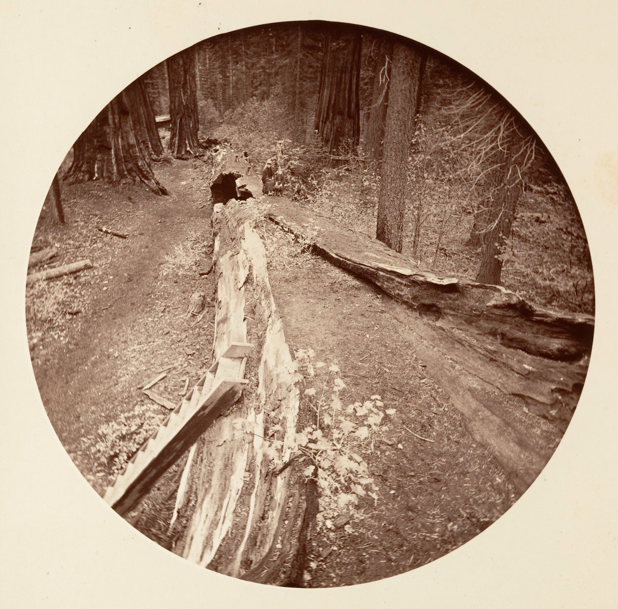The Father of the Forest 450 Ft Long, C. Grove, ca. 1878. af Carleton Emmons Watkins