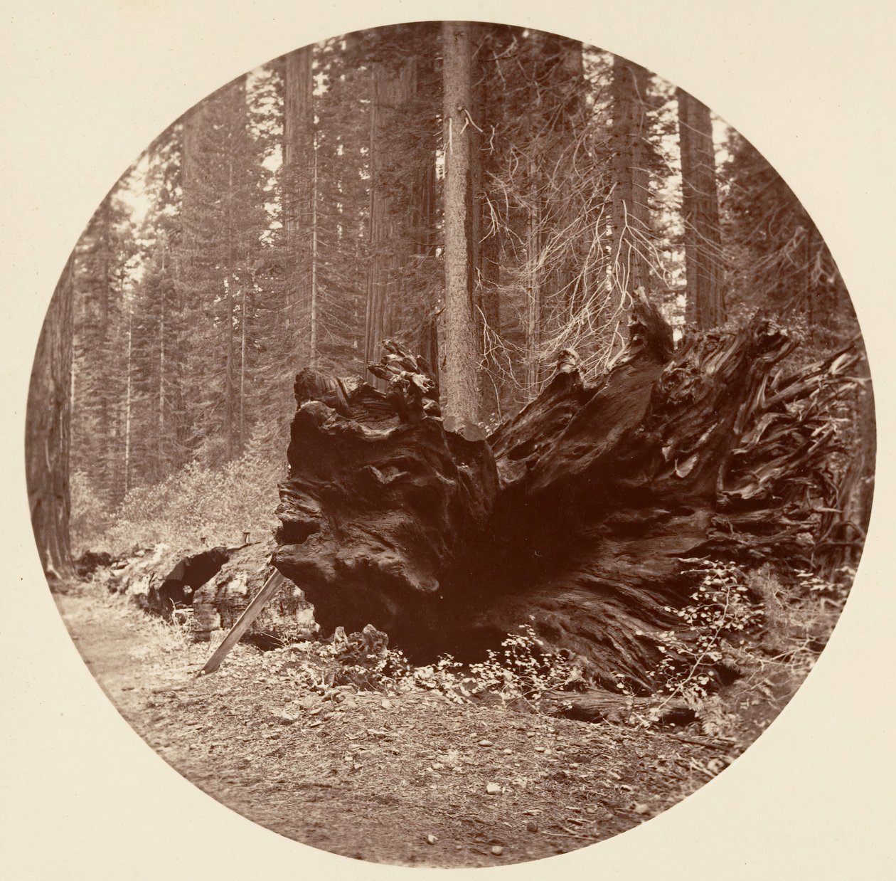 Skovens Fader 450 fod C. Grove, ca. 1878. af Carleton Emmons Watkins