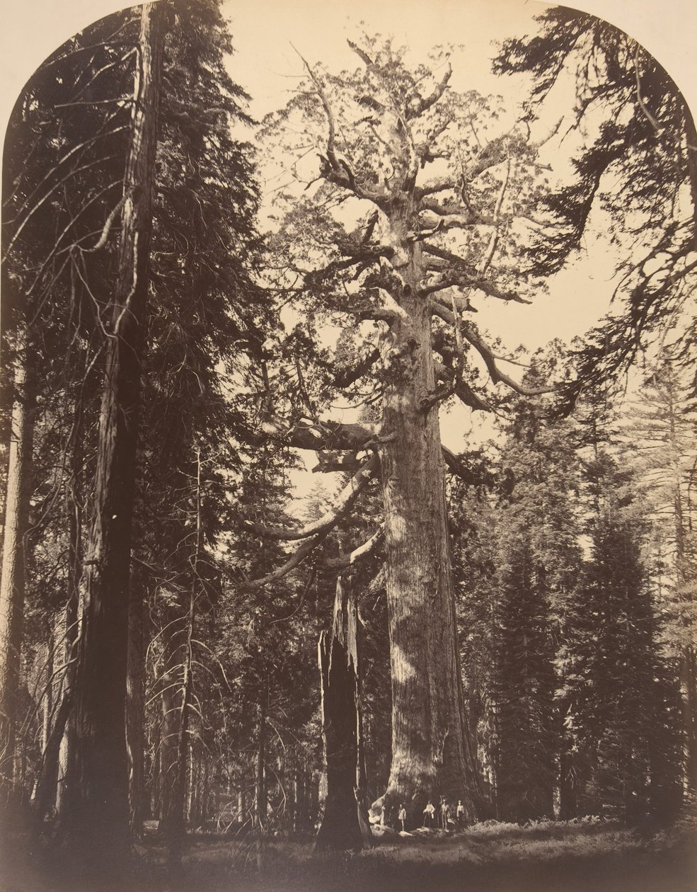The Grisly Giant, Mariposa Grove, Yosemite, 1861. af Carleton Emmons Watkins