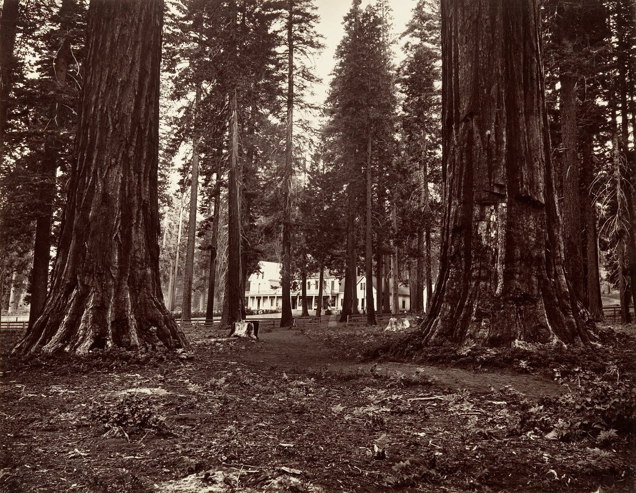 Hotellet fra Mammoth Grove, ca. 1872, trykt ca. 1876. af Carleton Emmons Watkins