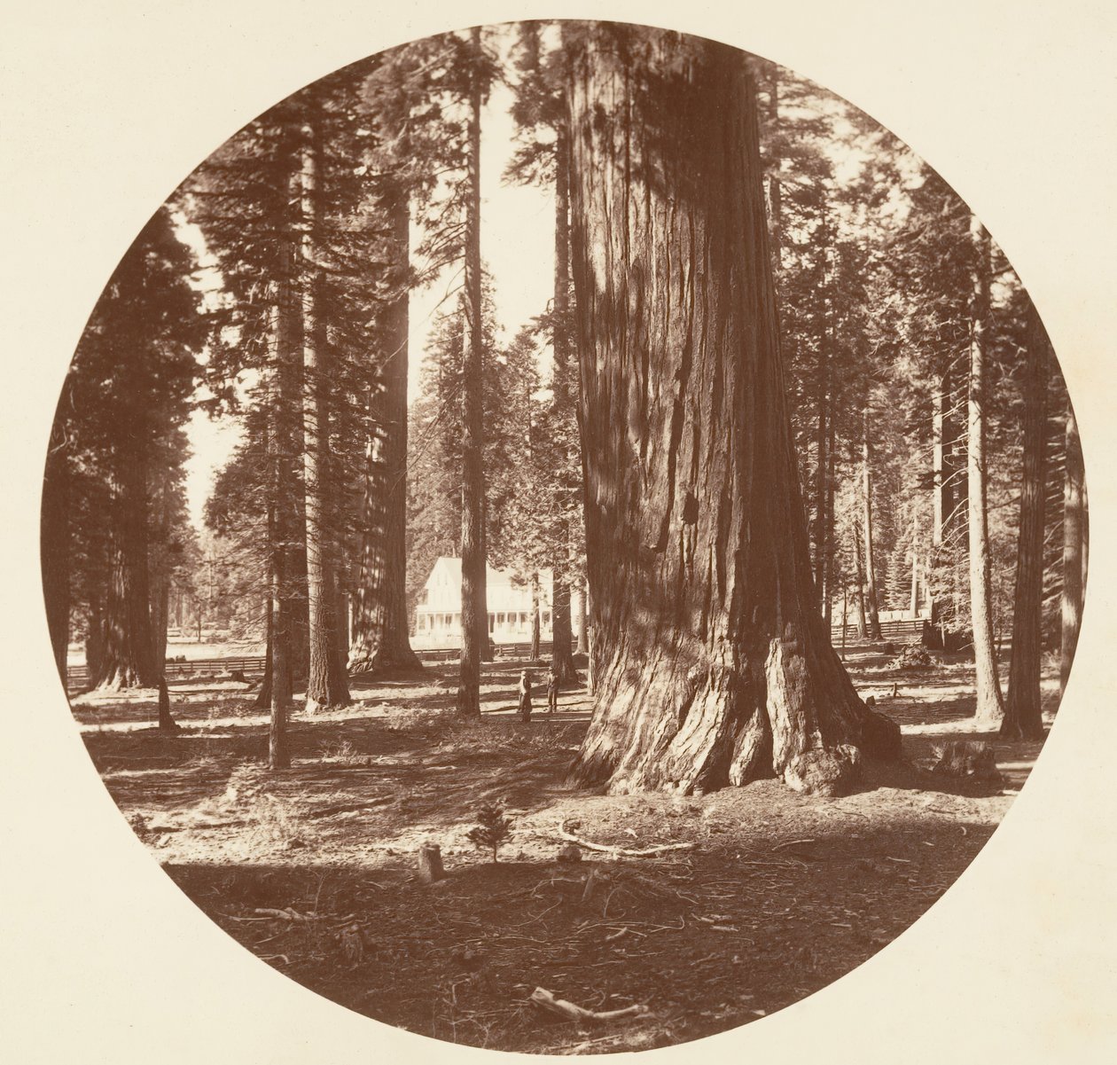 Mammoth Grove Hotel fra Grove - Calaveras, ca. 1878. af Carleton Emmons Watkins