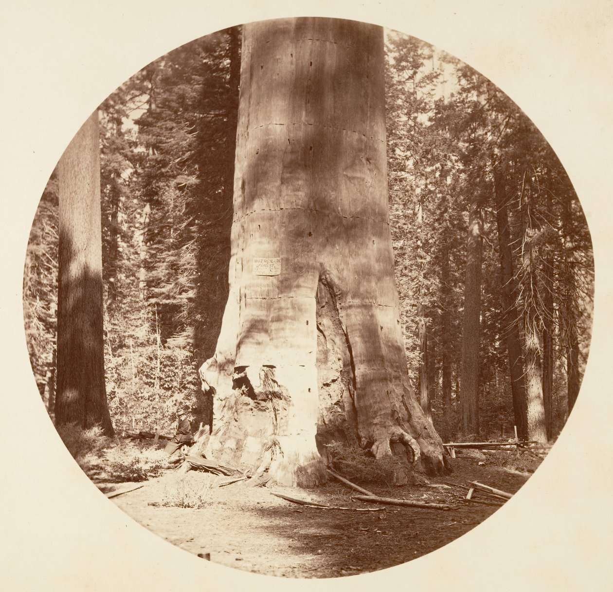 Skovens Moder - Calaveras Grove, ca. 1878. af Carleton Emmons Watkins