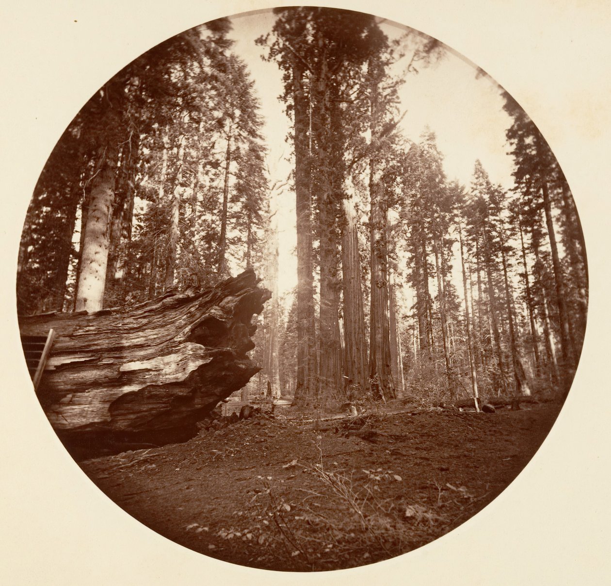 Skovens Moder Fra Skovens Fader - Calavaras Grove, ca. 1878. af Carleton Emmons Watkins