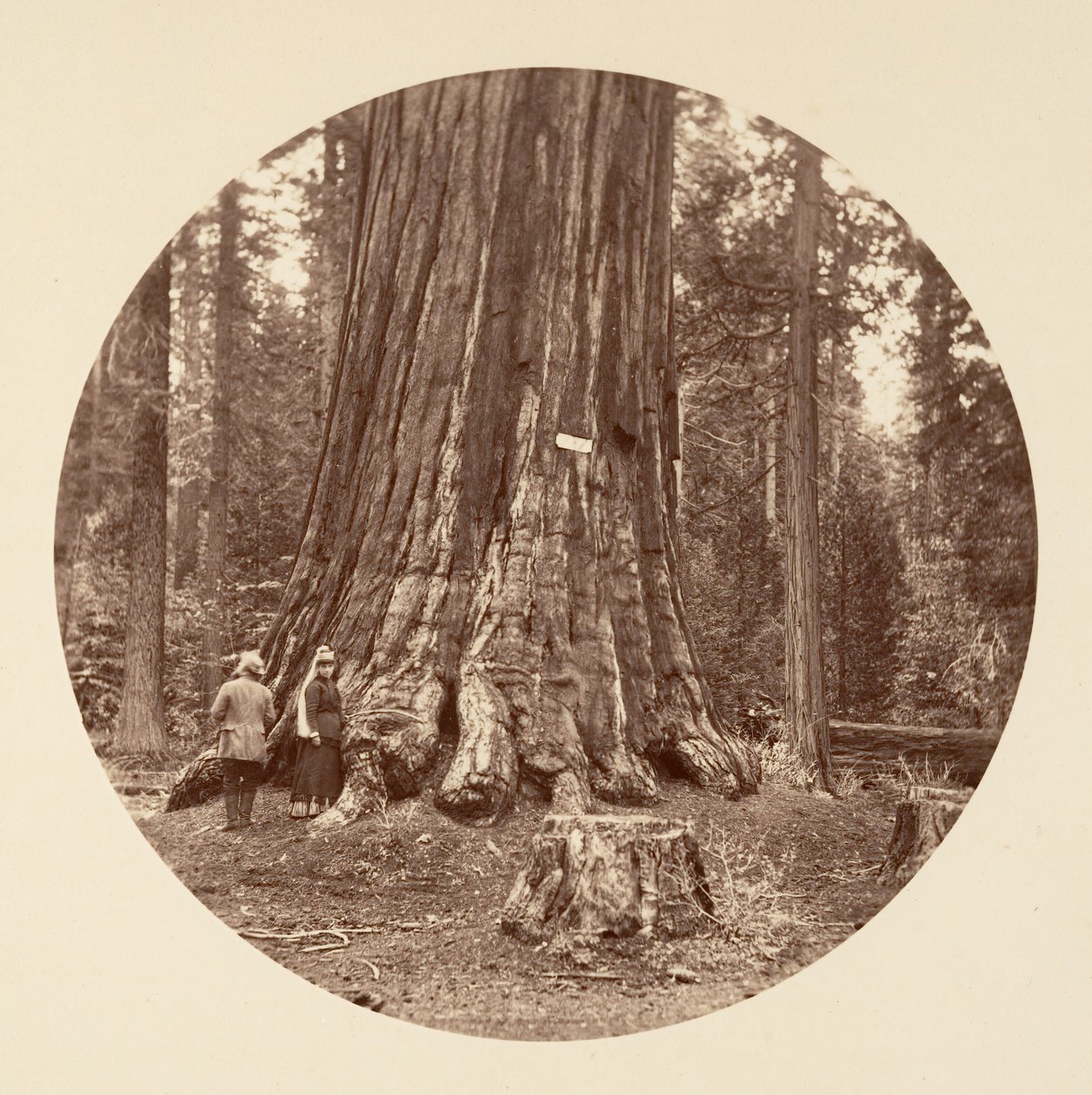 Skovens stolthed - Calaveras Grove, ca. 1878. af Carleton Emmons Watkins