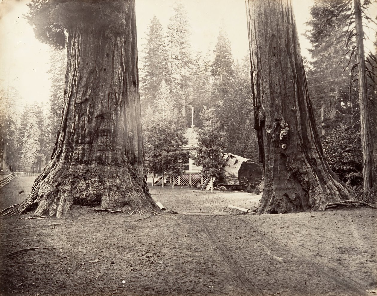 The Sentinels, 315 fod, Yosemite, ca. 1872, trykt ca. 1876. af Carleton Emmons Watkins