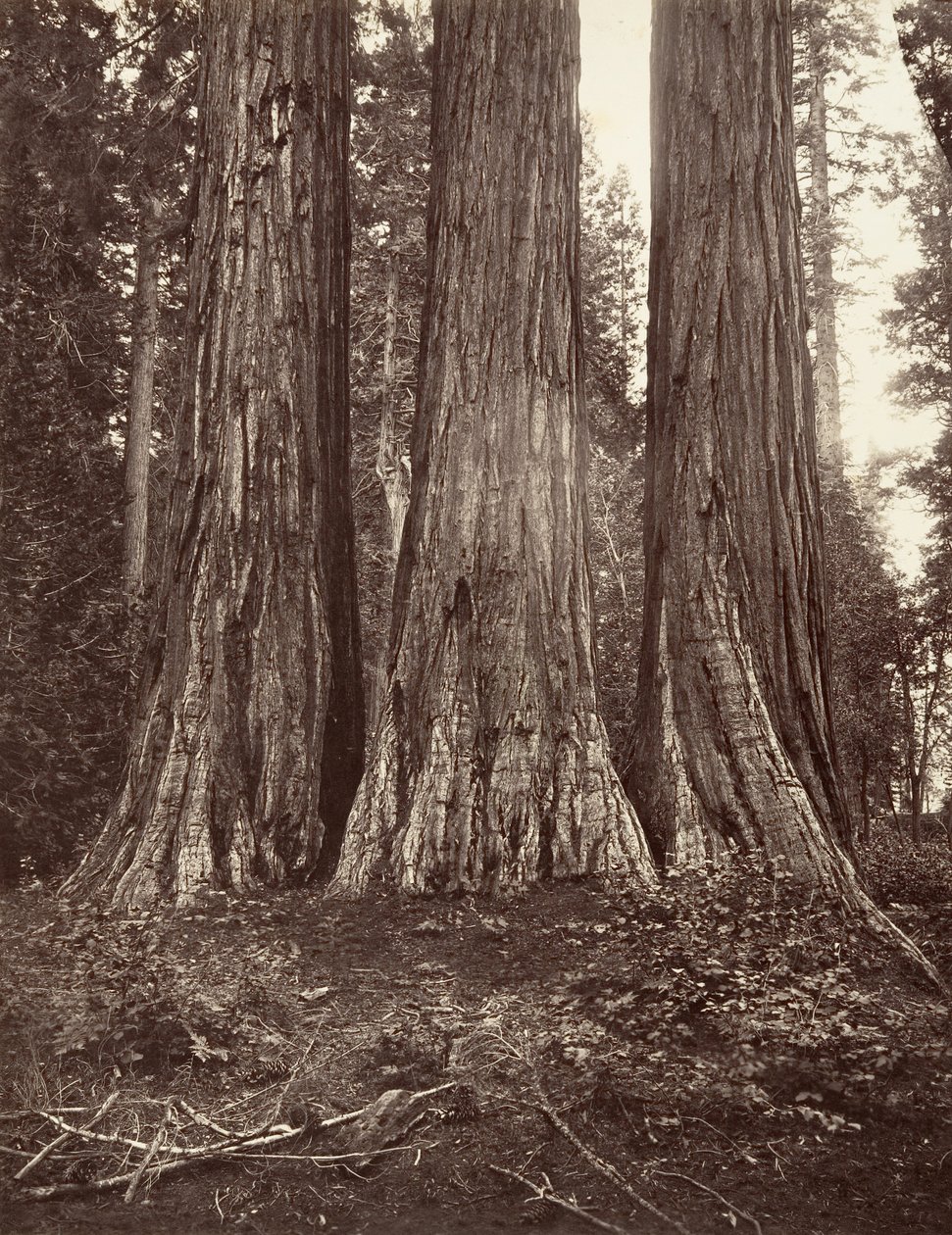 De tre nåder, 272 fod, 1865-66, trykt ca. 1876. af Carleton Emmons Watkins