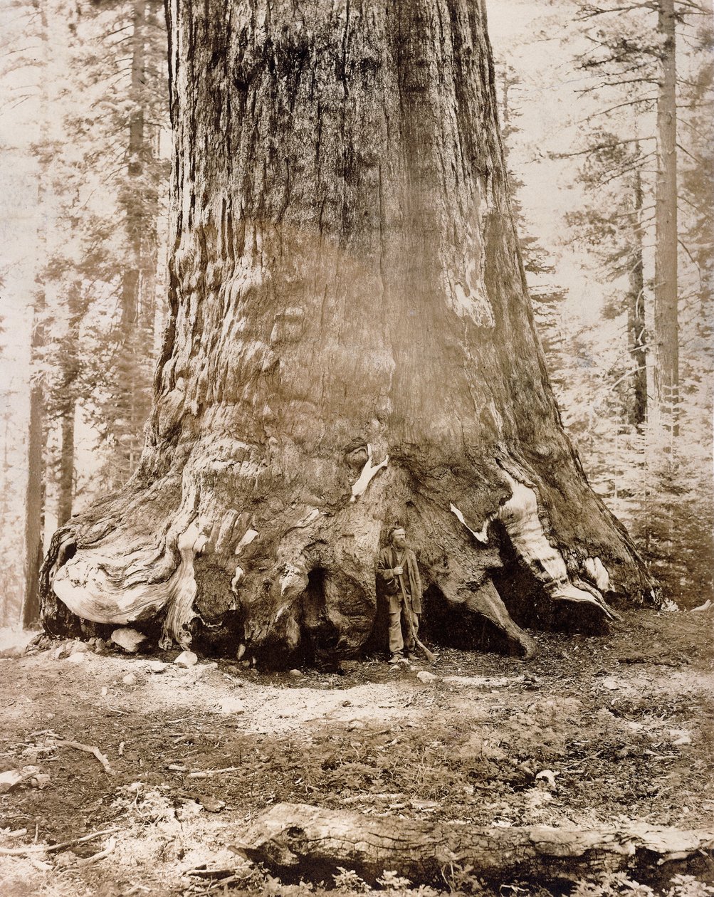 Stamme af "Grizzly Giant", Mariposa Grove, 33 fod i diameter, 1861 af Carleton E. Watkins