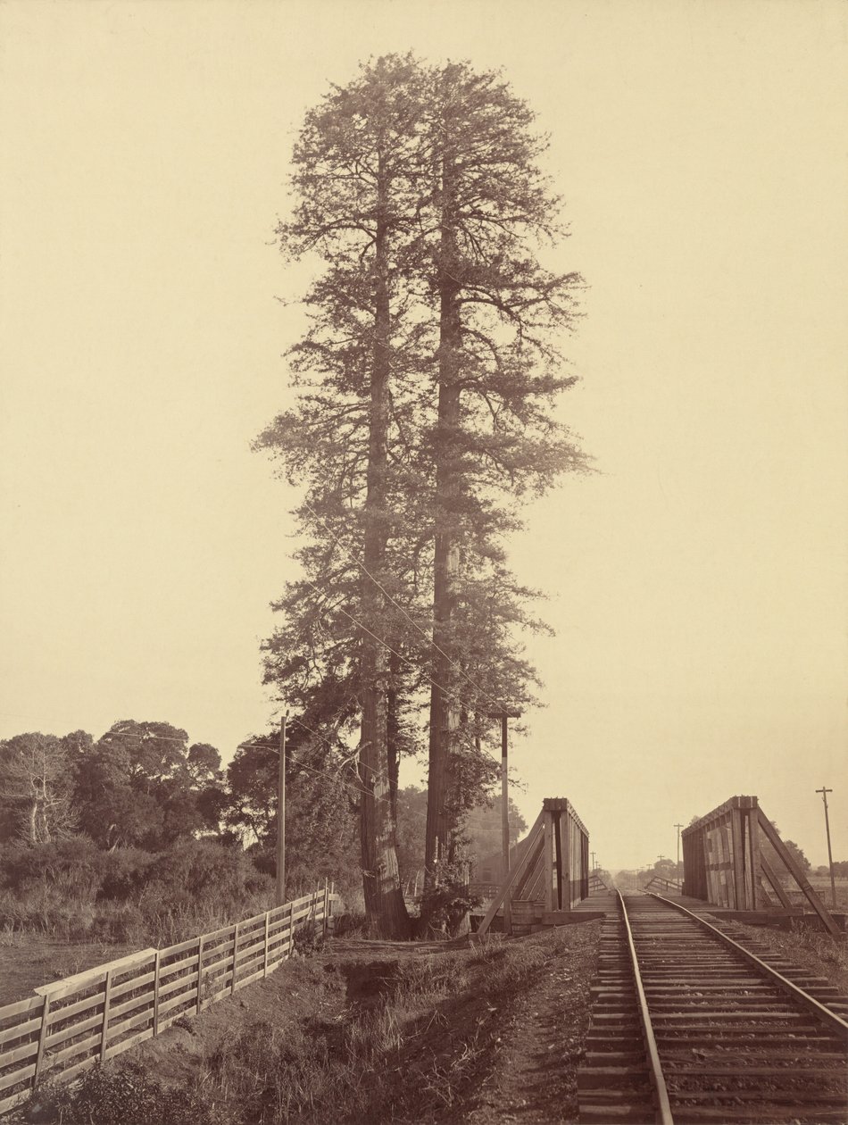 Twin Redwoods, Palo Alto, ca. 1877 (foto) af Carleton Emmons Watkins