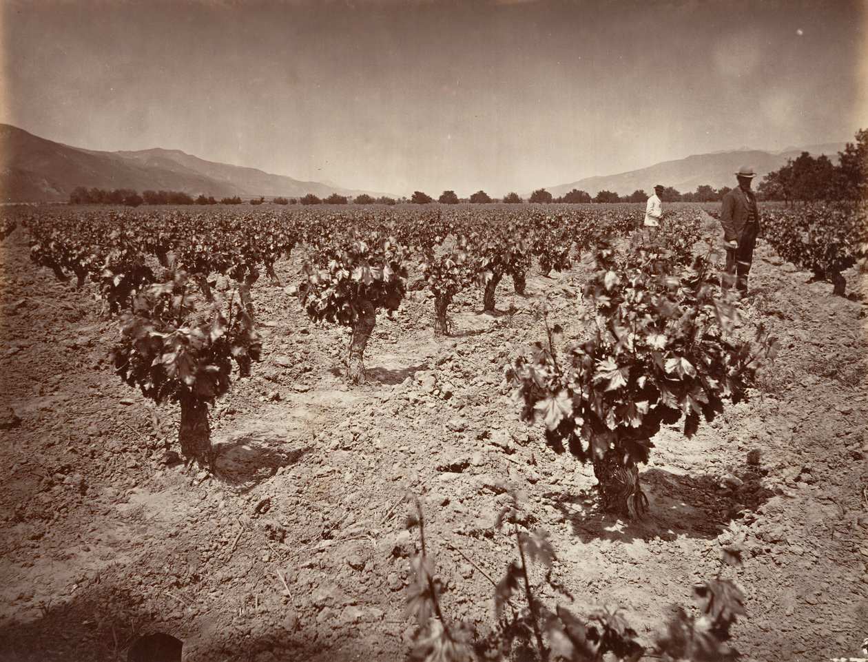 Vineyard of Camulos Ranch, 1876, trykt ca. 1876. af Carleton Emmons Watkins